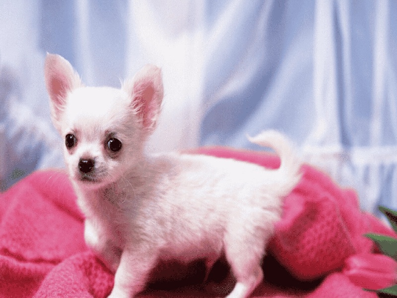 海口和京试管(加热导致试管破裂)